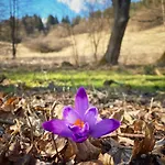 Kamila